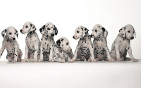 Щенки долматинца