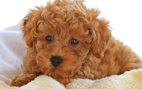Щенок, Кудрявый