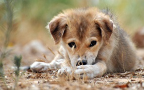 Щенячий взгляд