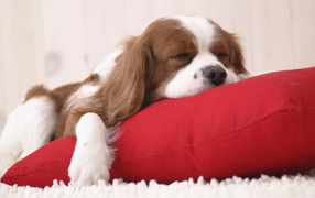 Щенок на подушке