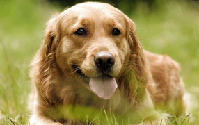 Ретривер в траве