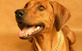 Родезийский риджбек