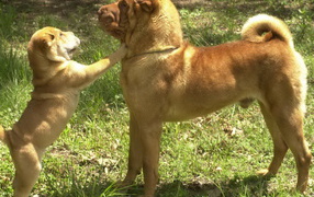 Шарпей со щенком