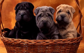 Шарпеи в корзинке