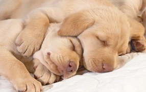 Маленькие щенки