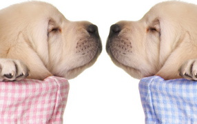 Спящие щенки