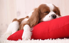 Сонный щенок