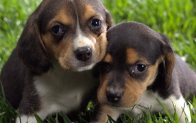 Маленькие бигли