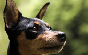 Маленький пинчер