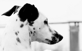 Пятнистый пес