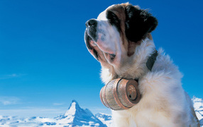 Сенбернар в горах