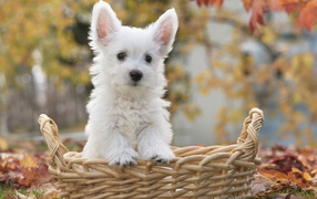 щенок Терьера