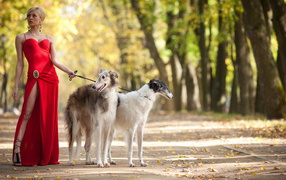 Девушка выгуливает собак