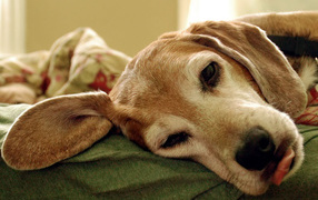 Уставший пес