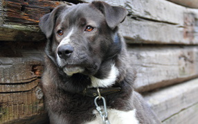 Усталый пес