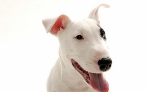 Белый Бультерьер