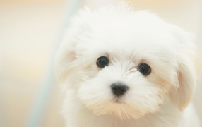 Белый щенок