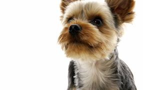 Йоркширский терьер