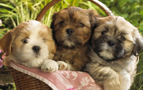 Щенки Лхаса Апсо