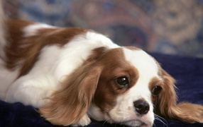 задумчивый Японский хин