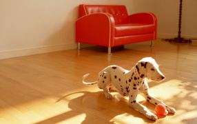 щенок Долматинца