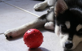 щенок Сибирского Хаски