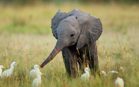 Слоненок и птицы