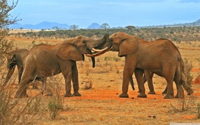 Fight of elephants