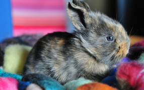 Ушастый кролик