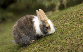 Кролик на травке