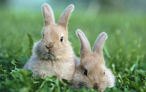Кролики в траве