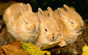 Три кролика