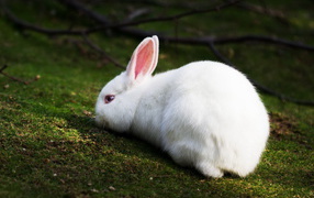 Белый кролик