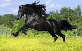 Черный скакун