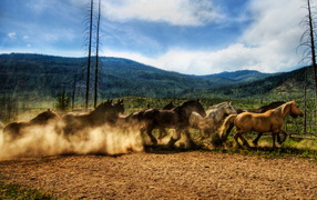 Табун лошадей