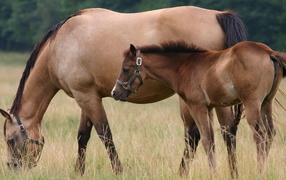 Horse and foal in a pasture