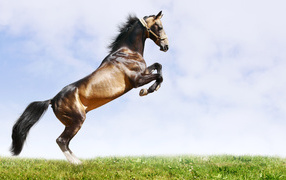 Horse embarked on its hind legs