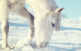 Лошадь на прогулке