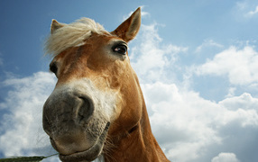 Horse muzzle