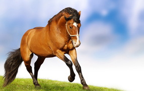 Лошадиная природная грация