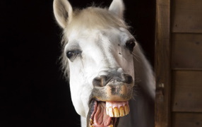 Horse smile