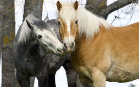 Horse tenderness