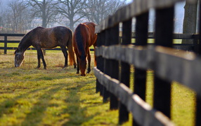 Кони на пастбище
