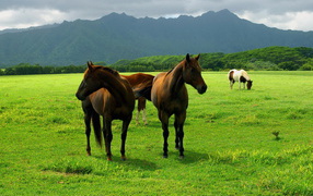 Лошади на пастбище