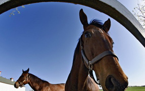 Лошадки на конюшне