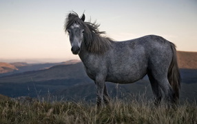 Одинокая лошадь