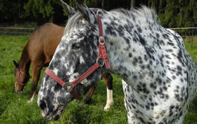 Пятнистая лошадь