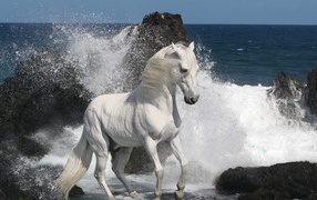 Белый мустанг