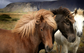 Белый, черный, рыжий