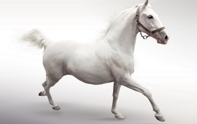 Белый конь